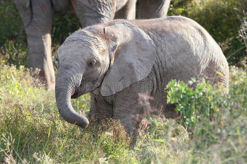 African Elephant Baby stock photo African Elephant Baby stock photo