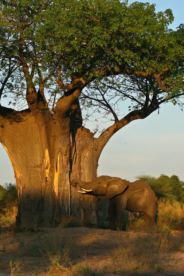 Elephant and baobab stock image. Image of namibia, food 4896293
