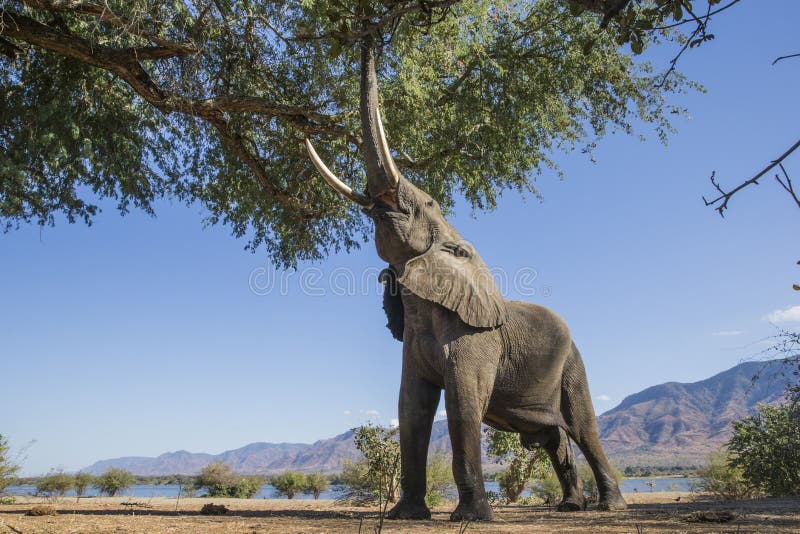 African Elephant bull feeding on a tree royalty free stock photography