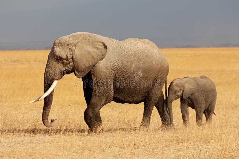 African elephant with calf