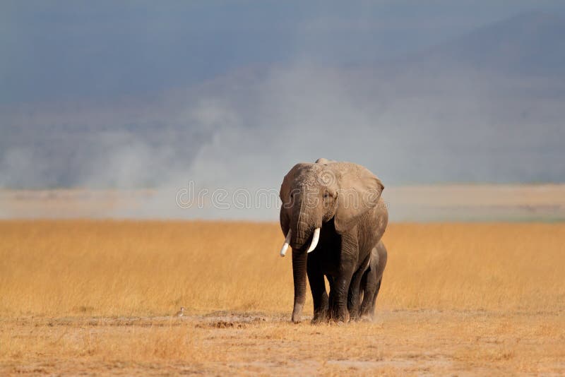 African elephant with calf