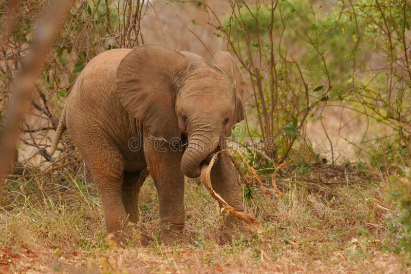 African elephant calf at play