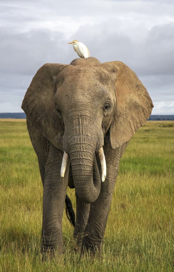 African elephant with cattle egret royalty free stock photos