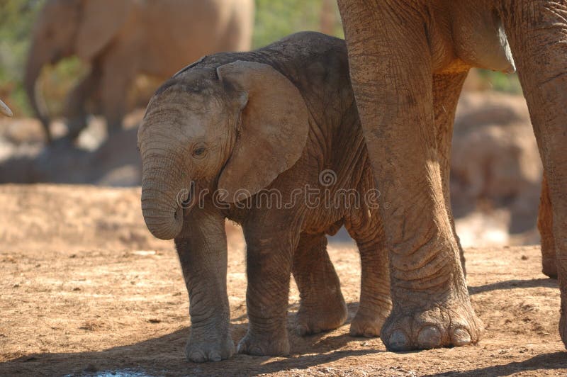 African elephant cub