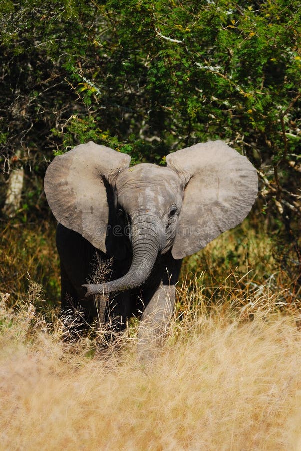 African Elephant Cub (Loxodonta Africana)