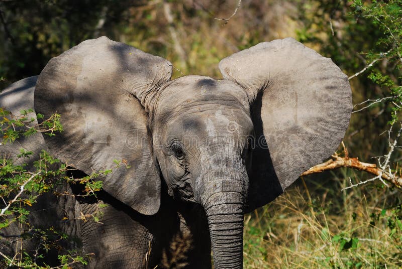 African Elephant Cub (Loxodonta Africana)