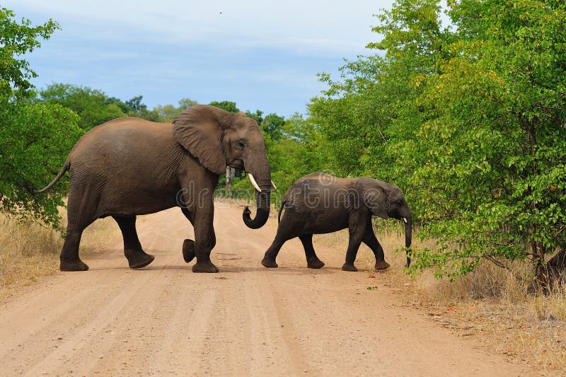 African Elephant with cub (Loxodonta africana)