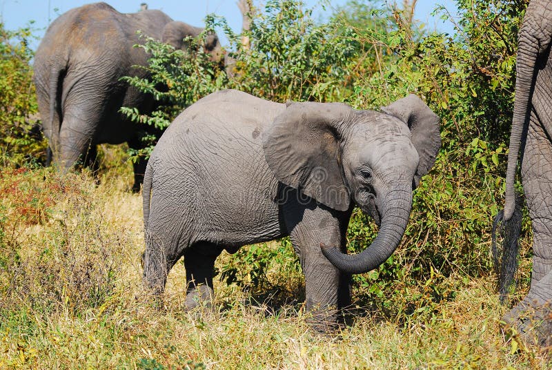 African Elephant Cub (Loxodonta africana)