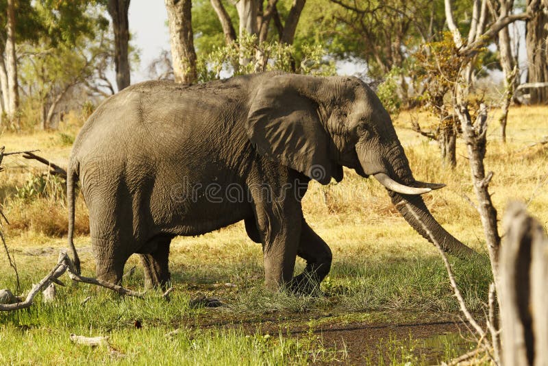 African Elephant eating minerals