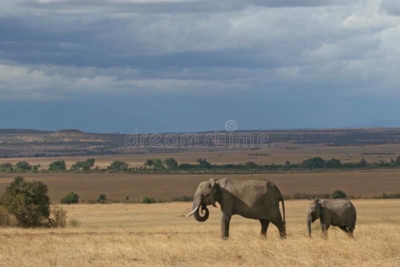 African Elephant Family