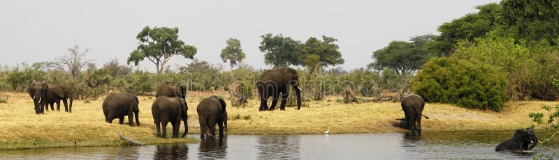 African Elephant family