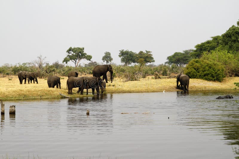 African Elephant family