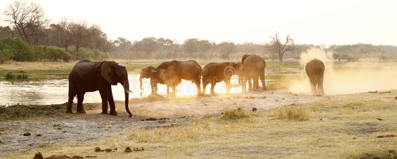 African Elephant Herd