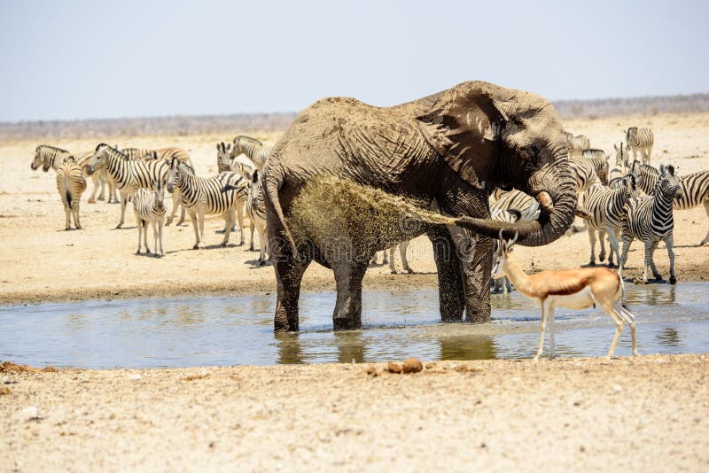 African elephant hosing itself down royalty free stock photos African elephant hosing itself down royalty free stock photos