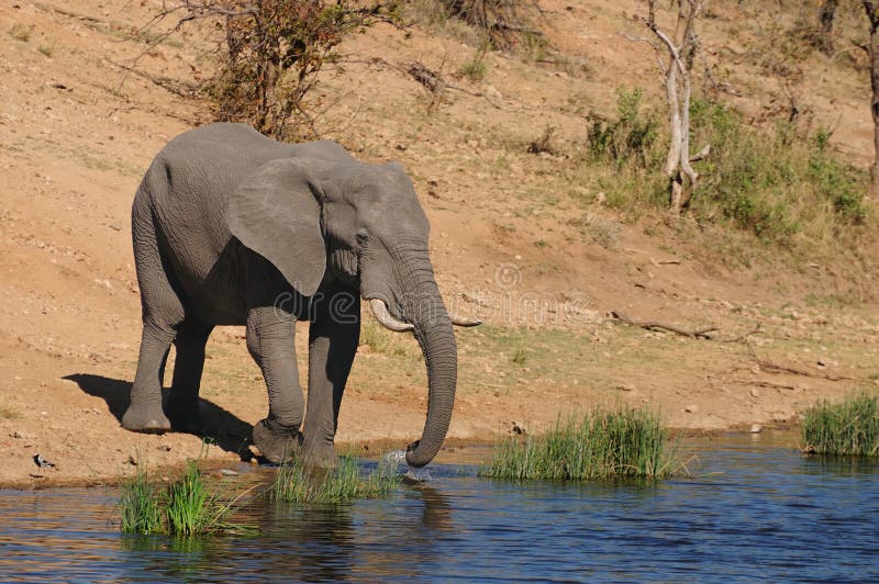 African Elephant (Loxodonta africana)