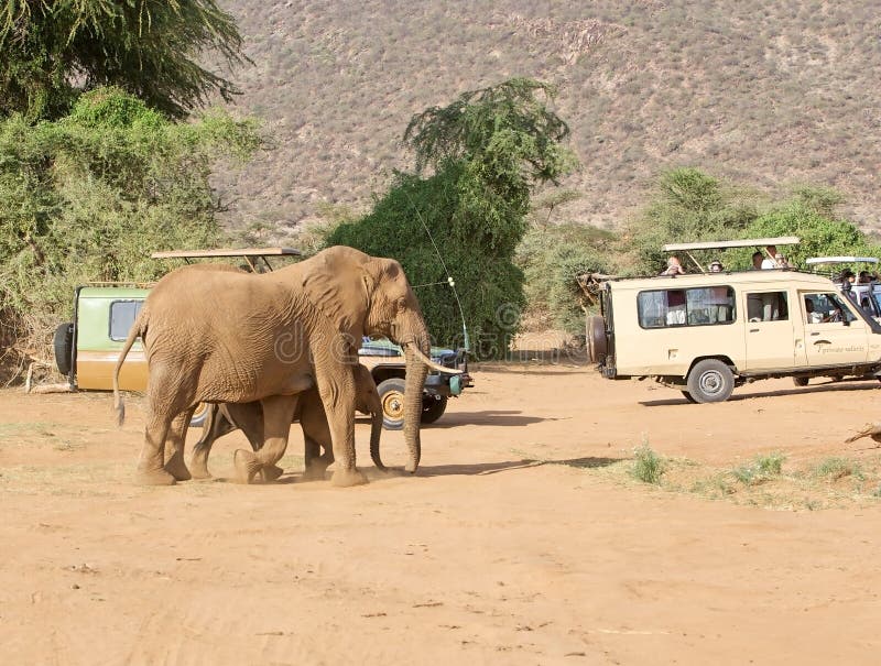 African elephant (Loxodonta africana) royalty free stock images