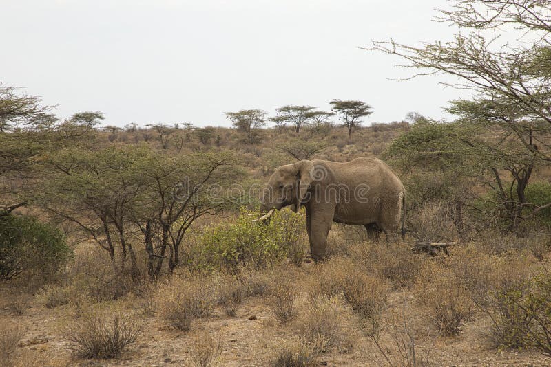 African elephant, Loxodonta africana, in the landscape of the Samburu National Reserve in Kenya. royalty free stock image African elephant, Loxodonta africana, in the landscape of the Samburu National Reserve in Kenya. royalty free stock image