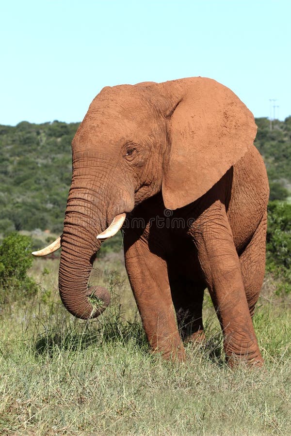 Steam elephant hi-res stock photography and images - Alamy