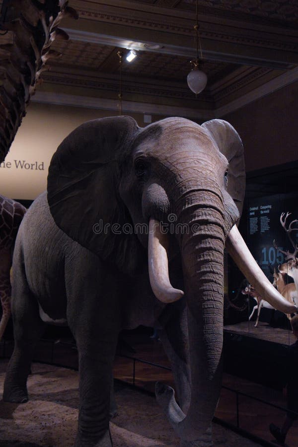 African elephant in the National Museum in Prague stock photography