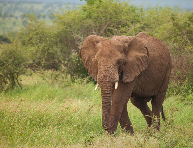 African elephant