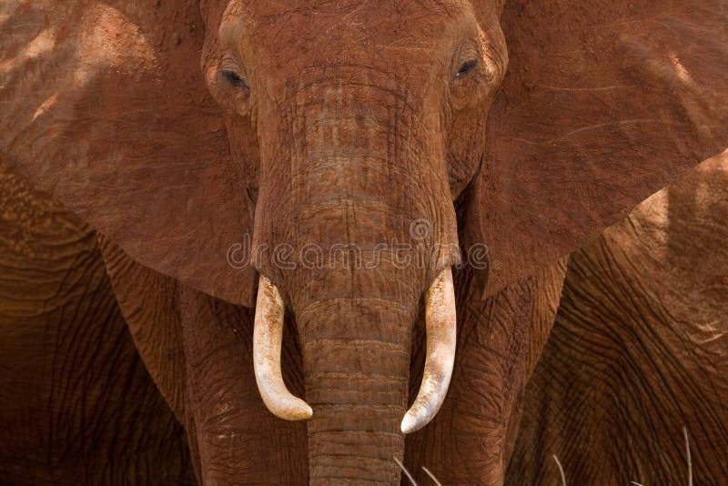 African Elephant Portrait