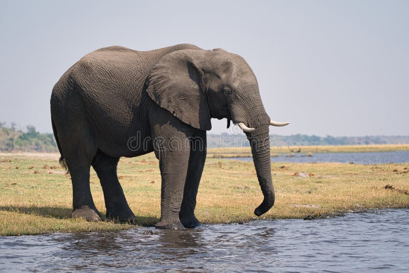 African elephant portrait in Chobe park safari, Zimbabwe, Africa stock photography African elephant portrait in Chobe park safari, Zimbabwe, Africa stock photography