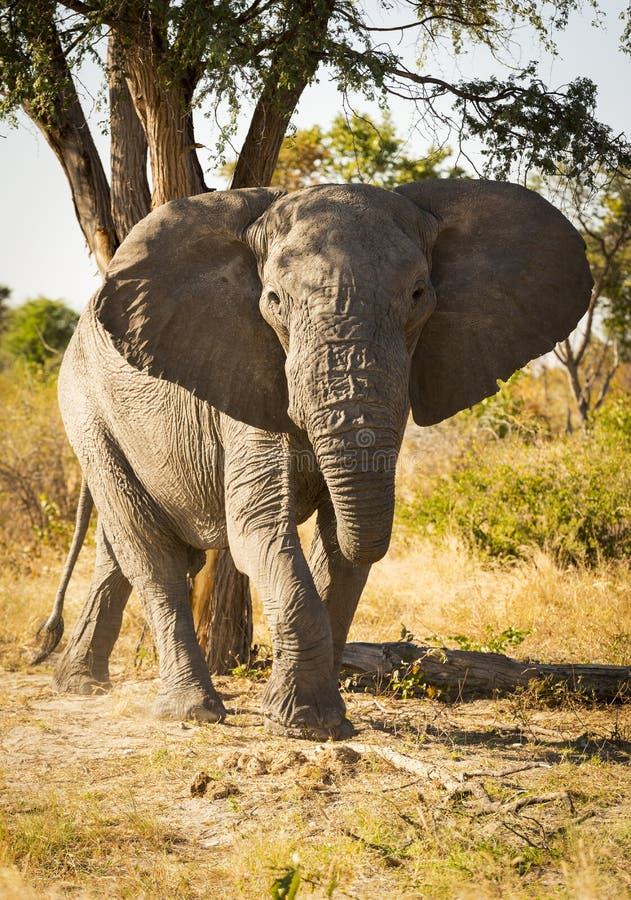 African Elephant Portrait royalty free stock image African Elephant Portrait royalty free stock image