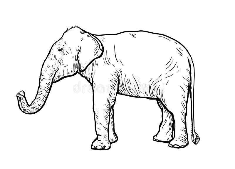African Elephant Stands with Its Trunk Lifted Up. Vector Sketch Made by