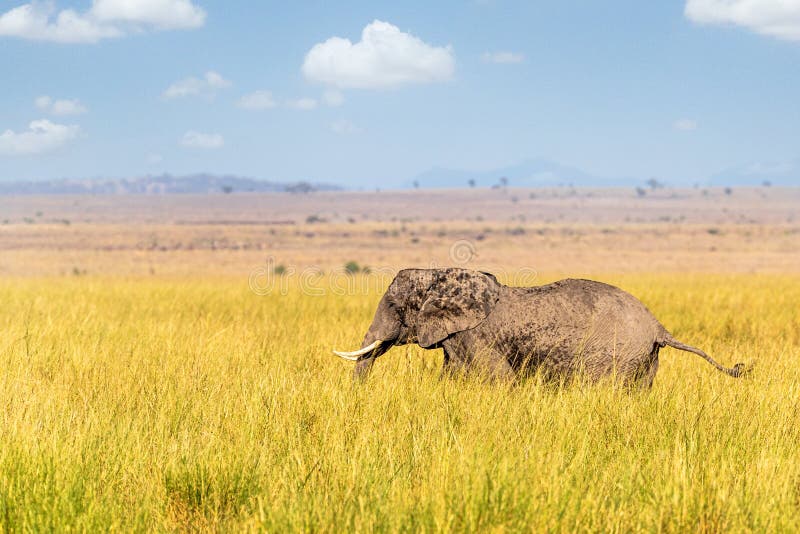 Walking Tall stock photo. Image of africa, great, safari - 183768