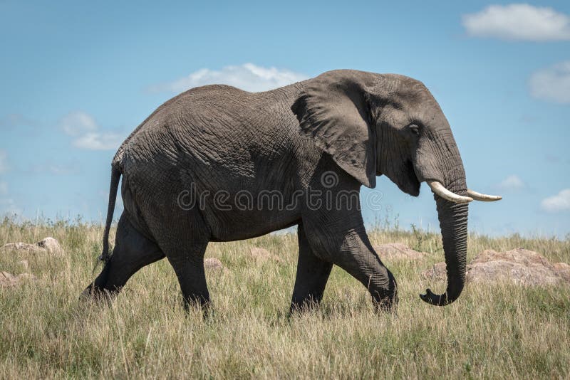 African elephant walks past in long grass royalty free stock image