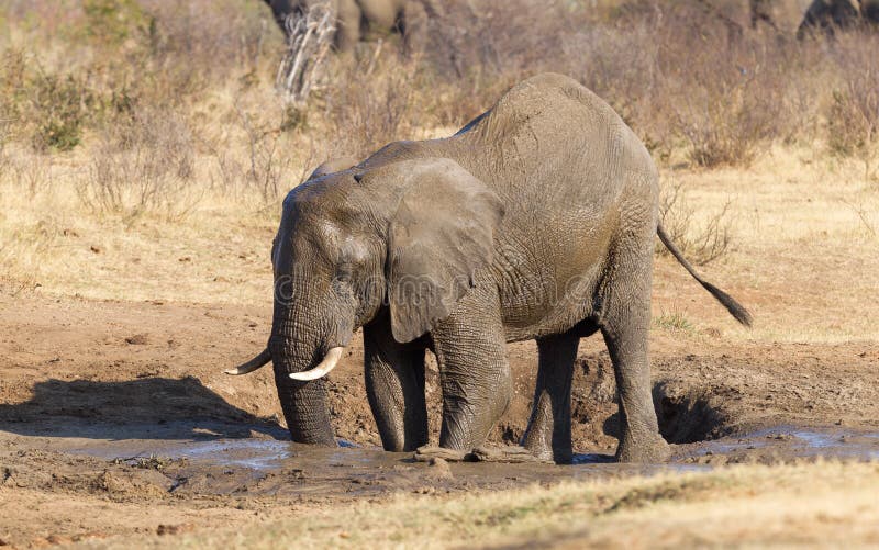 Elephant at waterhole stock image. Image of light, water - 118721821