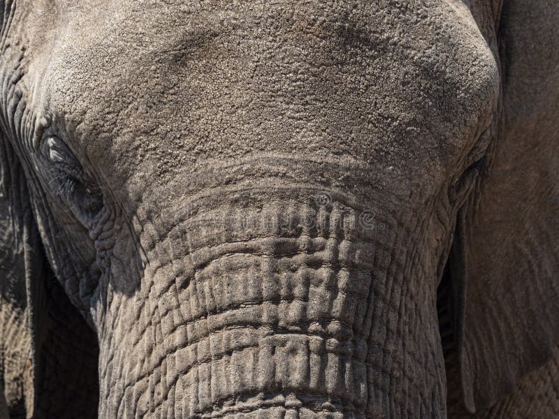 Closeup of elephants face stock photo. Image of elephants - 194120830