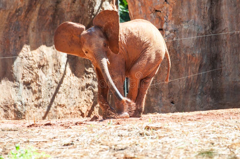 African elephant at the zoo, Thailand. royalty free stock images