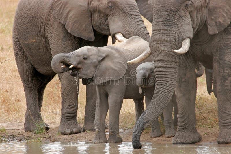 African elephants