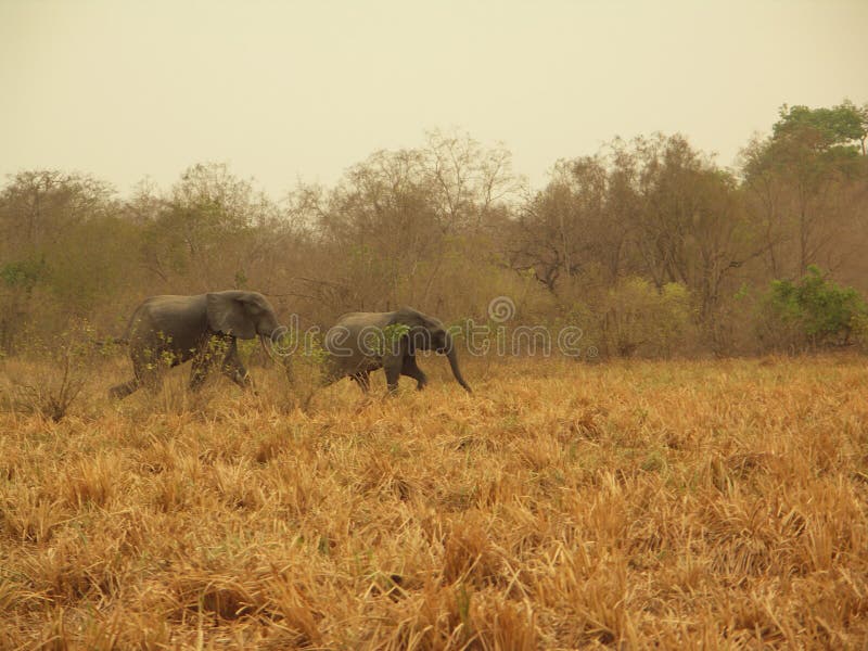 African Elephants