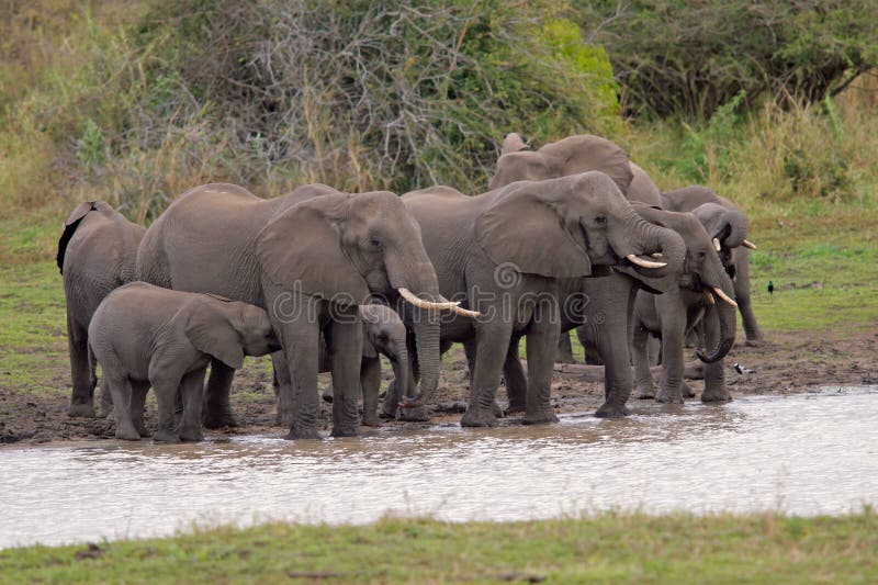 African elephants stock photo