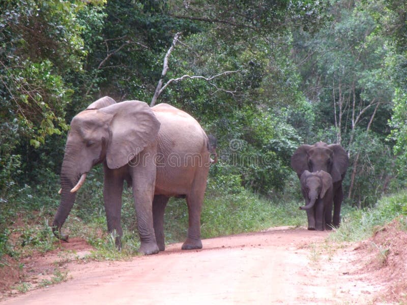 African elephants