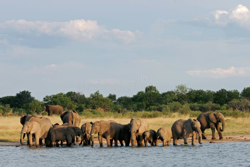 African elephants