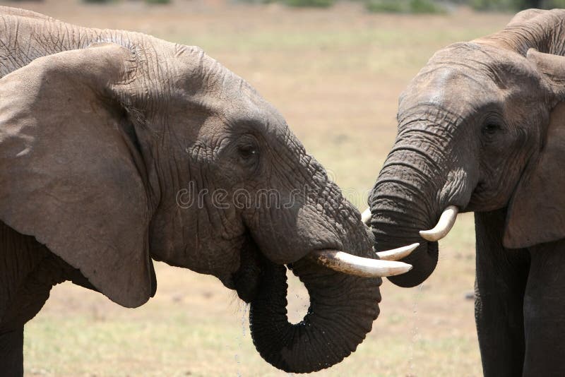 Two male African elephants drinking water together