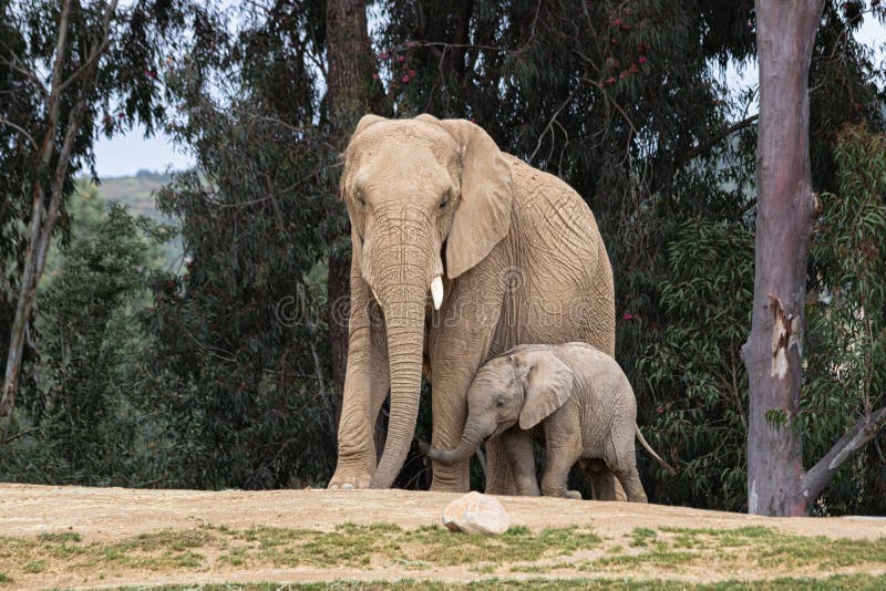 African elephants, kind loving tender relationship, mother and child, cute tiny baby elephant following mother, natural outdoors