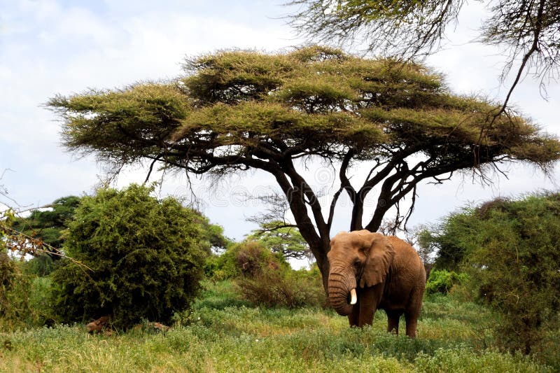 African elephants in Masai Mara.