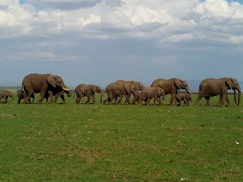 African Elephants Migrating through the African SavannaLoxodonta Africana Ndovu or Tembo in Swahili Language.