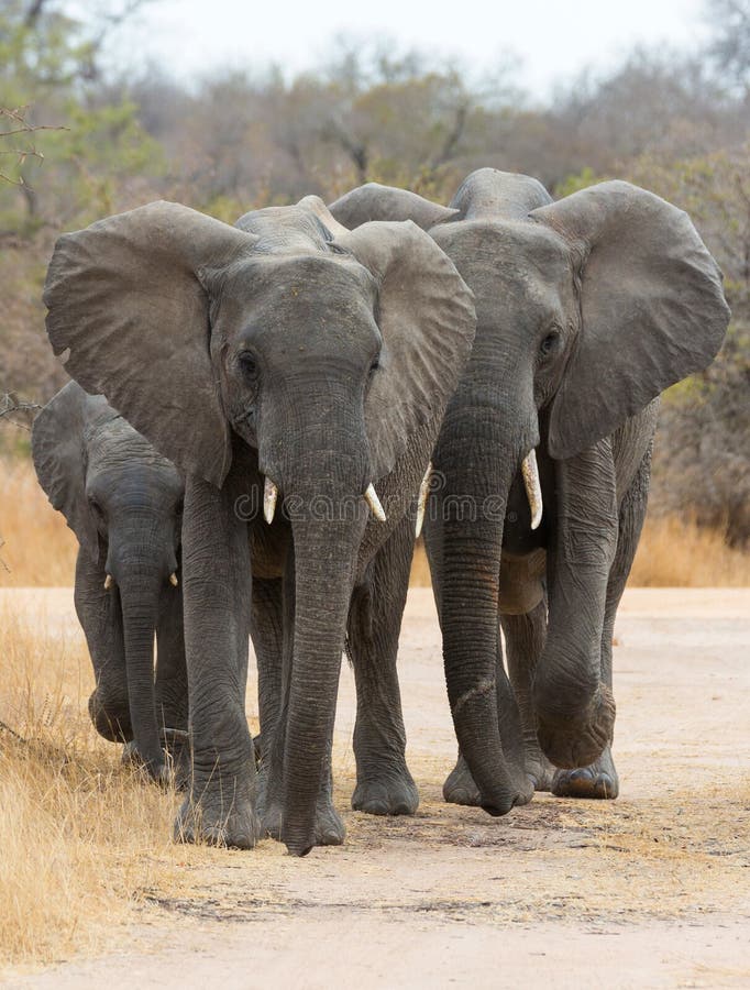 African Elephants Walking royalty free stock images African Elephants Walking royalty free stock images