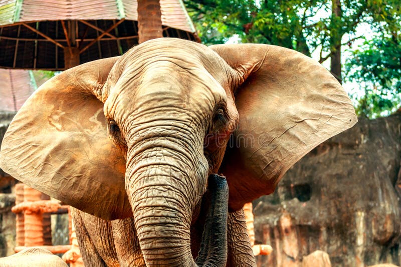 African elephants in zoo stock photography African elephants in zoo stock photography