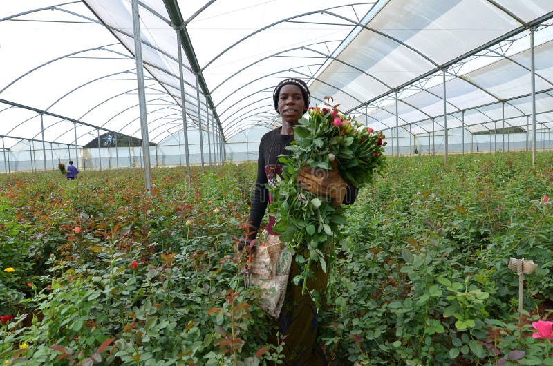 African farmer royalty free stock photos African farmer royalty free stock photos
