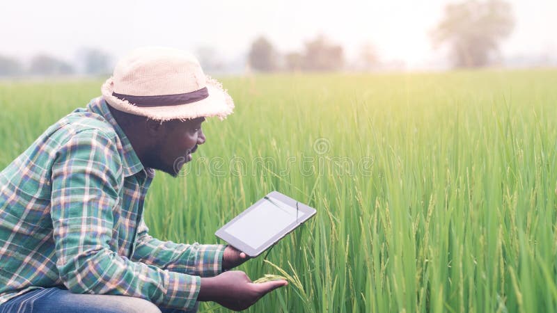 African farmer using a tablet for  research leaves of rice in organic farm field.Agriculture or cultivation concept