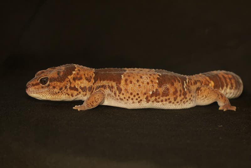 An African fat tailed gecko is sunbathing before starting his daily activities. royalty free stock images