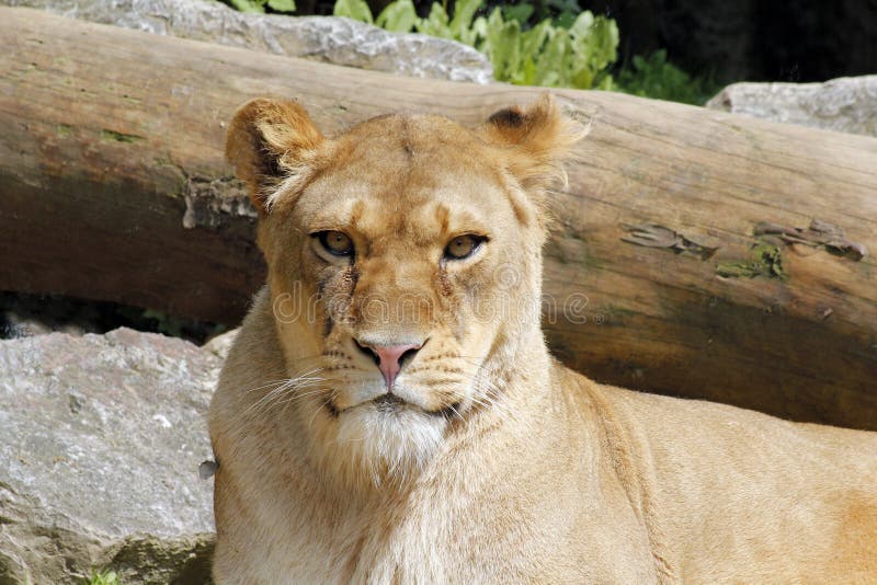 African female lion queen of beasts portrait