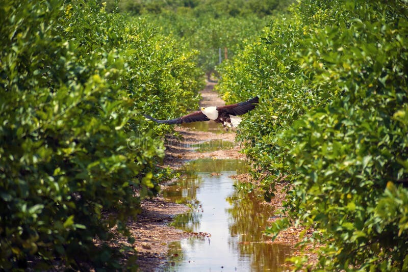 The African fish eagle flying over lemon trees in Spain