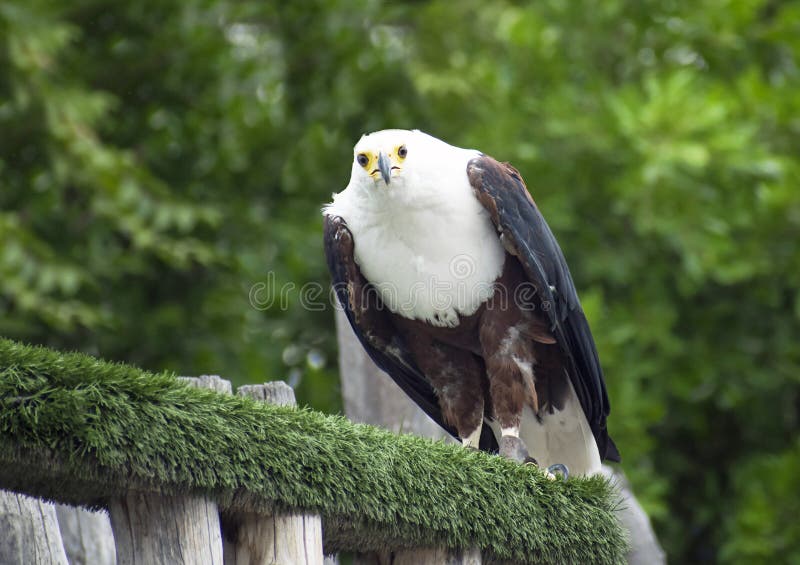 The African fish eagle atrained by means of falconry, perched on a branch royalty free stock image The African fish eagle atrained by means of falconry, perched on a branch royalty free stock image